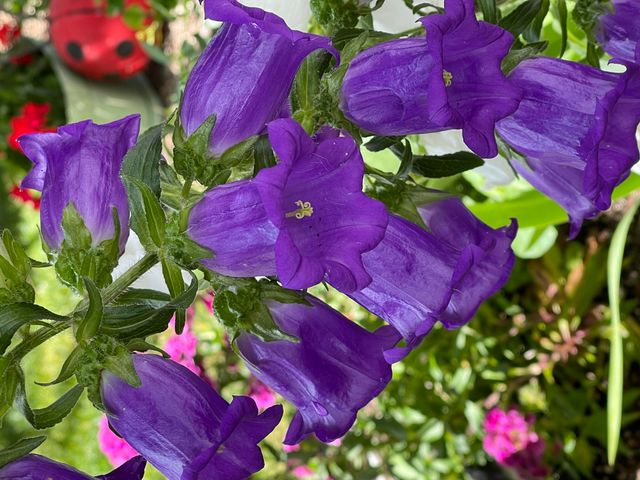 404 Lindilu Lane, Cave Junction, OR 97523