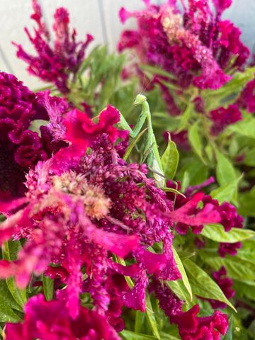 404 Lindilu Lane, Cave Junction, OR 97523