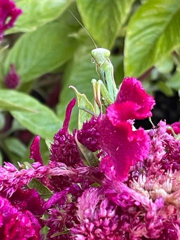 404 Lindilu Lane, Cave Junction, OR 97523