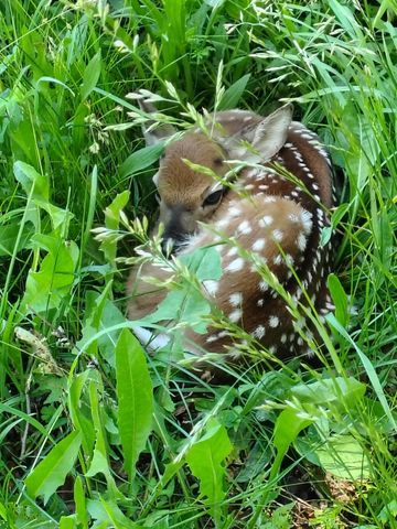 610 Highway B, Mansfield, MO 65704