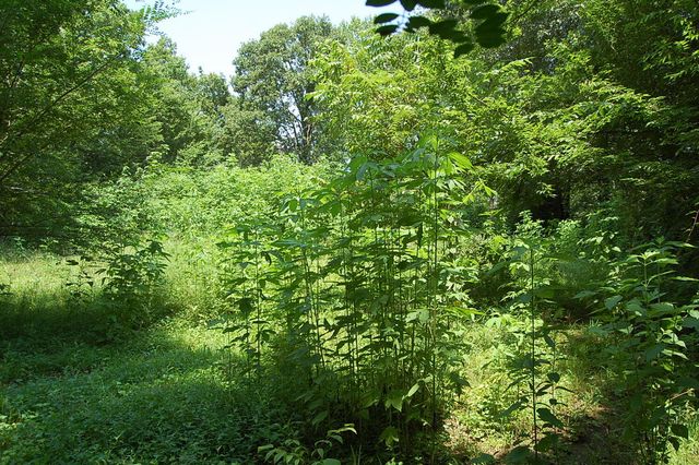 532 Pickett Road, Signal Mountain, TN 37377