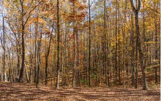 Lot 17R Tanager Trail, Ellijay, GA 30536