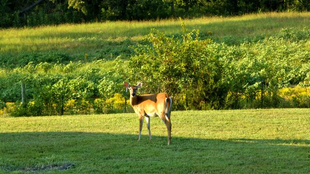 1665 Palmer Rd, Lebanon, TN 37090