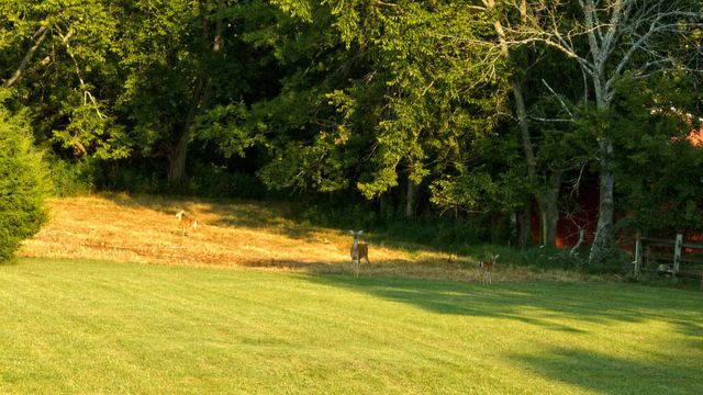 1665 Palmer Rd, Lebanon, TN 37090