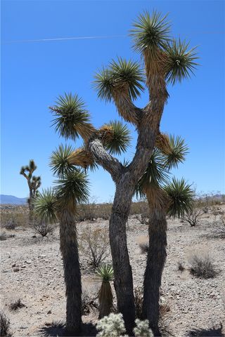 470 Silver Creek Road, Meadview, AZ 86444