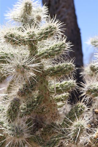 470 Silver Creek Road, Meadview, AZ 86444