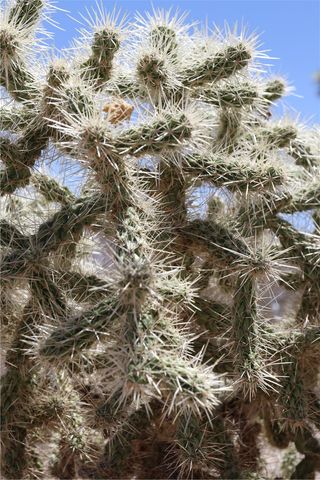 470 Silver Creek Road, Meadview, AZ 86444