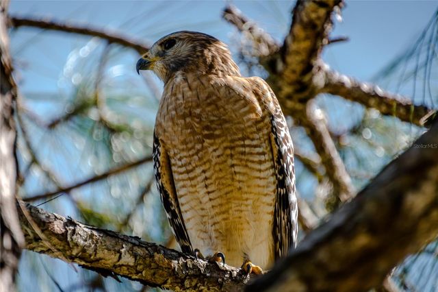 11637 OLD FLORIDA LANE, Parrish, FL 34219