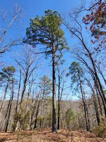 TBD Saint Simmons Lane, Eureka Springs, AR 72632