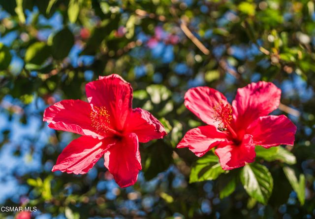 9299 Dorrington Place, Arleta, CA 91331