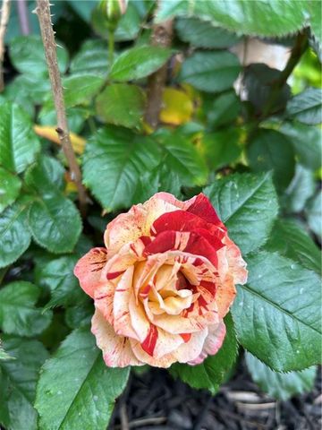 9828 Vista Drive, Lenexa, KS 66220