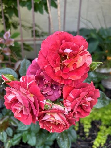 9828 Vista Drive, Lenexa, KS 66220