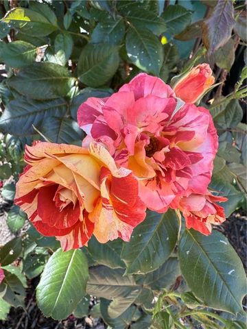 9828 Vista Drive, Lenexa, KS 66220