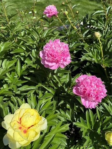 9828 Vista Drive, Lenexa, KS 66220