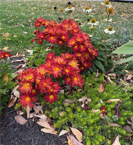 9828 Vista Drive, Lenexa, KS 66220