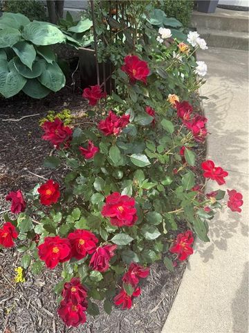 9828 Vista Drive, Lenexa, KS 66220