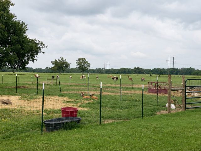 1143 RS County Road 2300, Emory, TX 75440