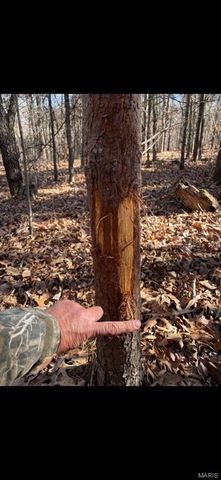 3403 Ripley BB-2, Doniphan, MO 63935