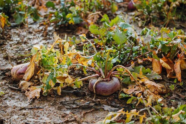 3403 Ripley BB-2, Doniphan, MO 63935