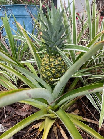 3 CREEK COURT, Palm Coast, FL 32137