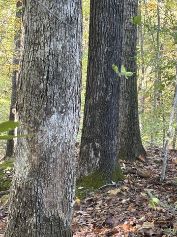 0 Collins Road, Allons, TN 38541