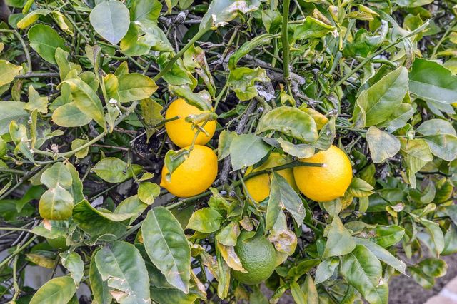 727 Moraga Dr, San Leandro, CA 94578