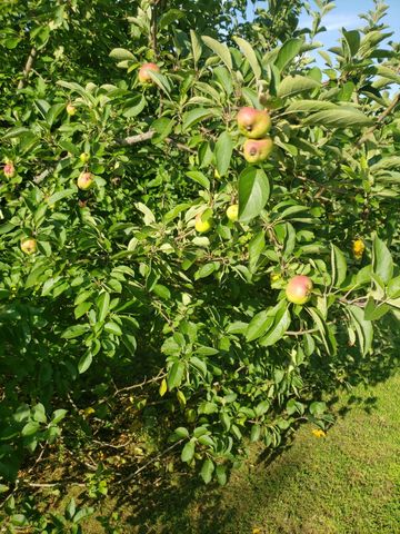 5345 Ashburn Rd, Springfield, TN 37172