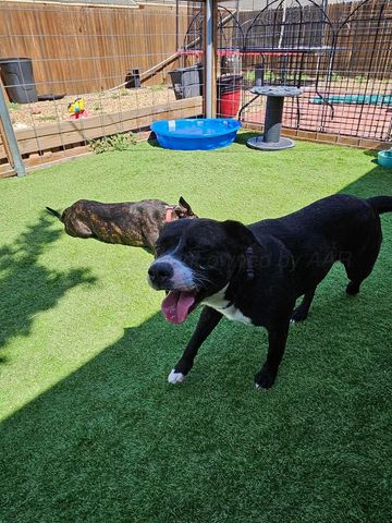 4406 S ROBERTS Street, Amarillo, TX 79118