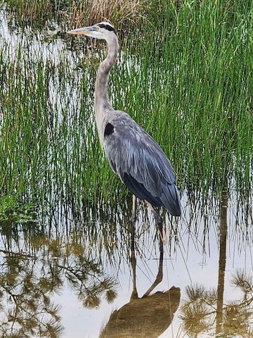 10110 Colonial Country Club BLVD # 105, Fort Myers, FL 33913