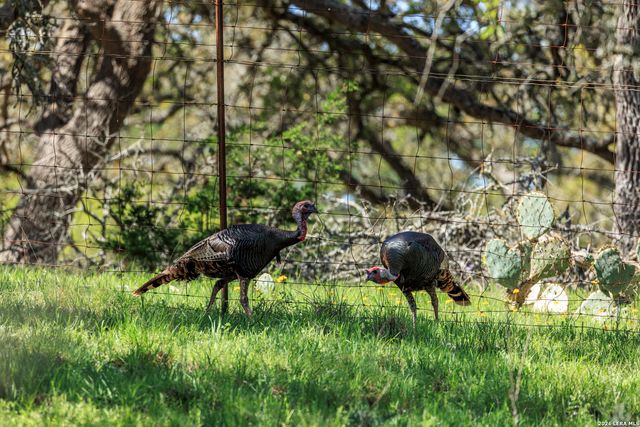 283 Dally Road, Fredericksburg, TX 78624