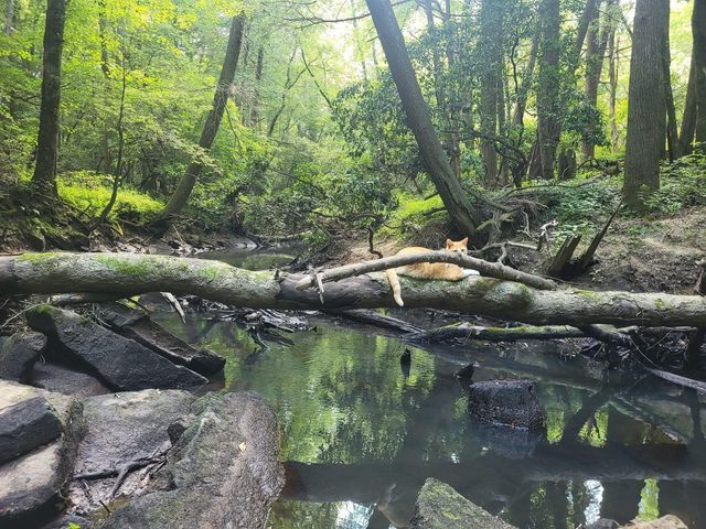 100 Clendenon Road, Spencer, TN 38585