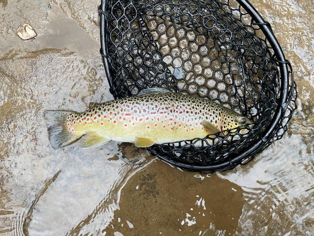 46 Rivers End Way, Suches, GA 30572