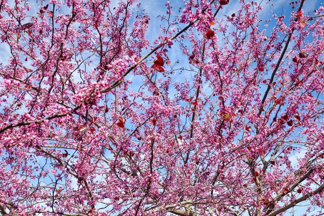 2439 Appleleaf Ln, Manteca, CA 95336