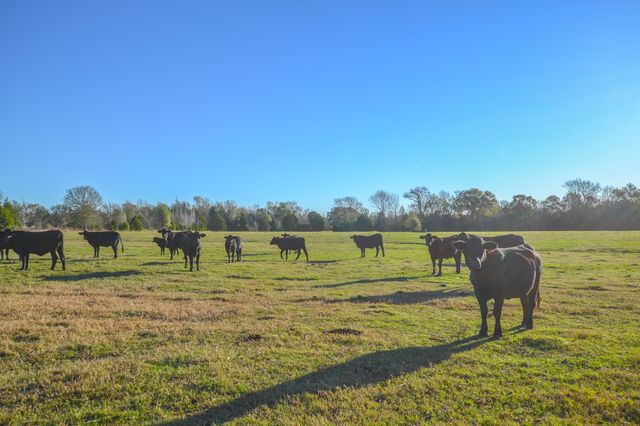 13612 County Road 3900, Athens, TX 75752