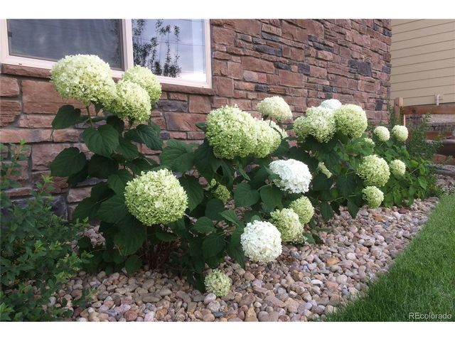 8704 Yucca St, Arvada, CO 80007