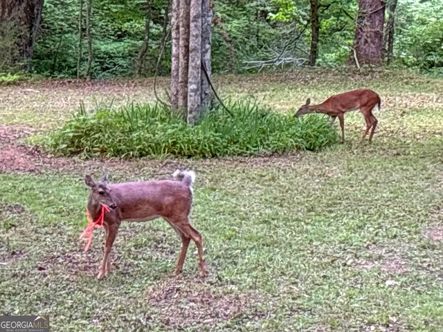 LT 5 Spiva Cove Road, Blairsville, GA 30512