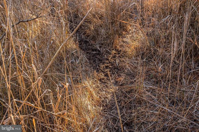 3819 MAPLE DAM RD, Cambridge, MD 21613