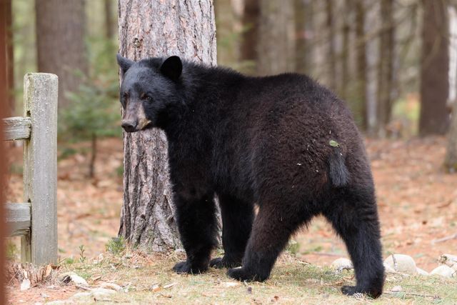 2832 New Hampshire Route 175, Thornton, NH 03285