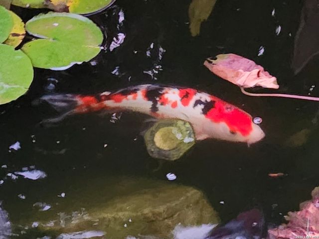 10918 Hunters Way, Helotes, TX 78023