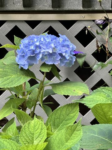 4172 Ironwood Dr, Greenbrier, TN 37073