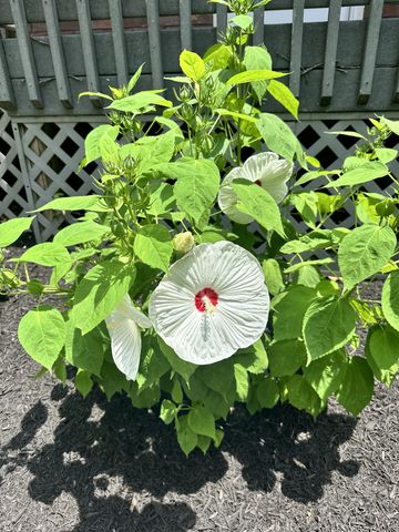 4172 Ironwood Dr, Greenbrier, TN 37073