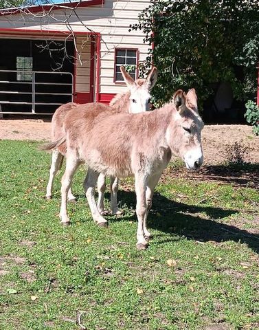 130 Donkey Trail, Coldspring, TX 77331