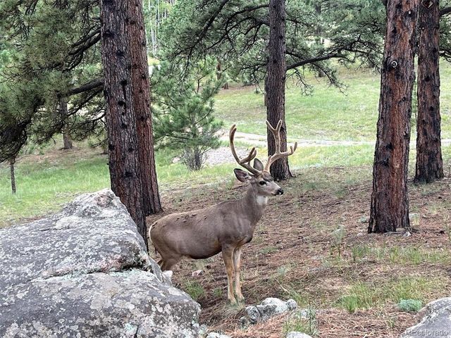 1053 Yellow Pine Dr, Bailey, CO 80421