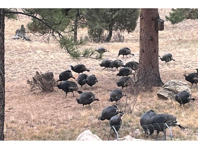 1053 Yellow Pine Dr, Bailey, CO 80421