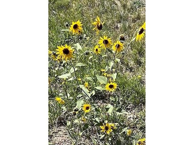 1053 Yellow Pine Dr, Bailey, CO 80421
