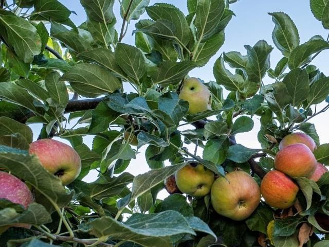 10224 N Parkside Dr, Nine Mile Falls, WA 99026