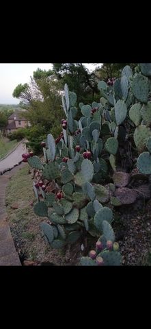 1801 Old Oak Drive, Arlington, TX 76012