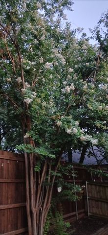 1801 Old Oak Drive, Arlington, TX 76012