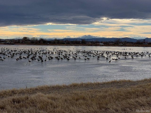 1756 Barefoot Dr, Windsor, CO 80550