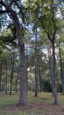 26164 Grand Pines Road, Magnolia, TX 77355